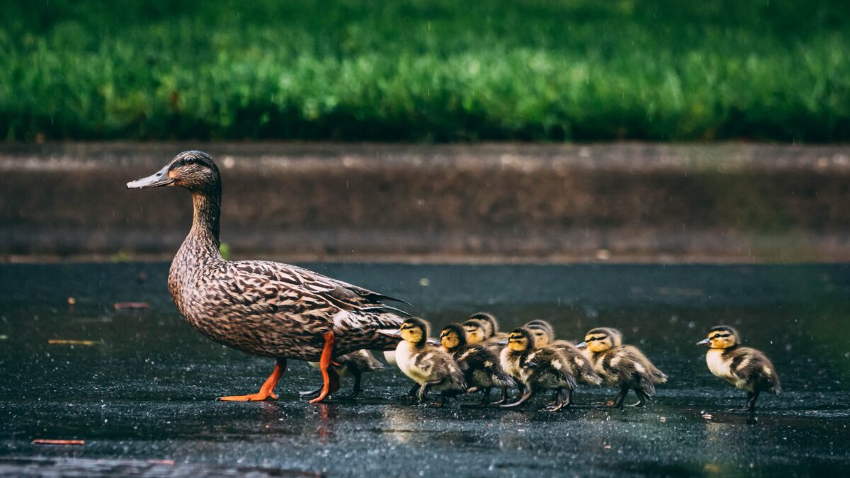 Ducks in the city